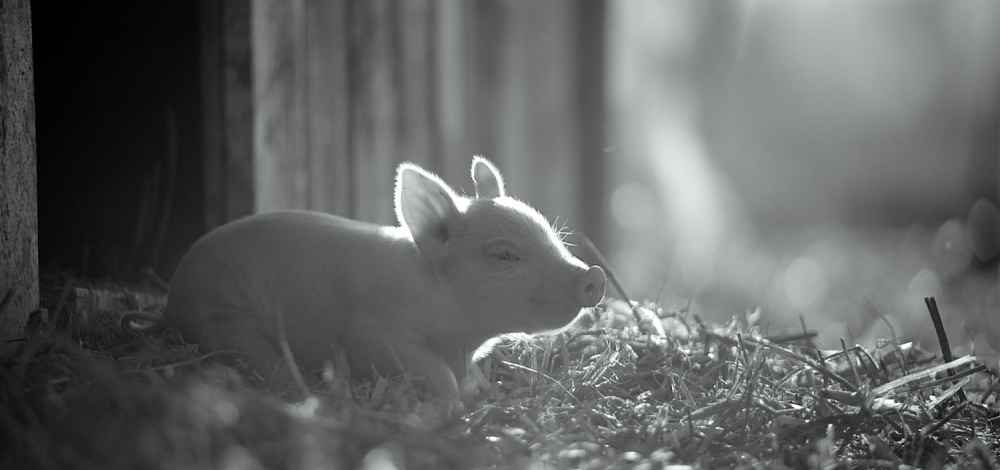Kleines Ferkel