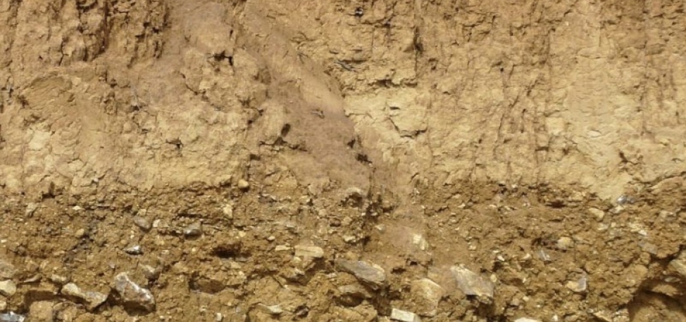 Querschnitt Boden Parabraunerde