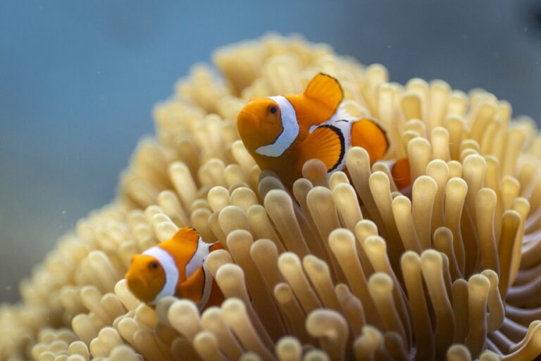 Ocean mit David Attenborough